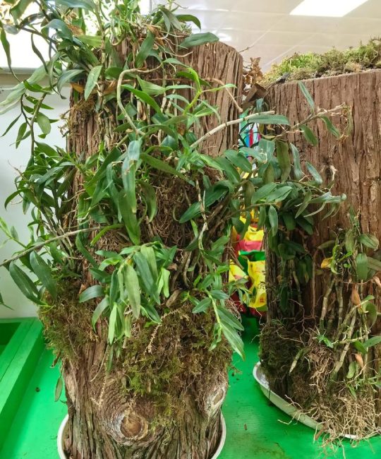石斛在室内能种植吗？室内盆栽养护全攻略