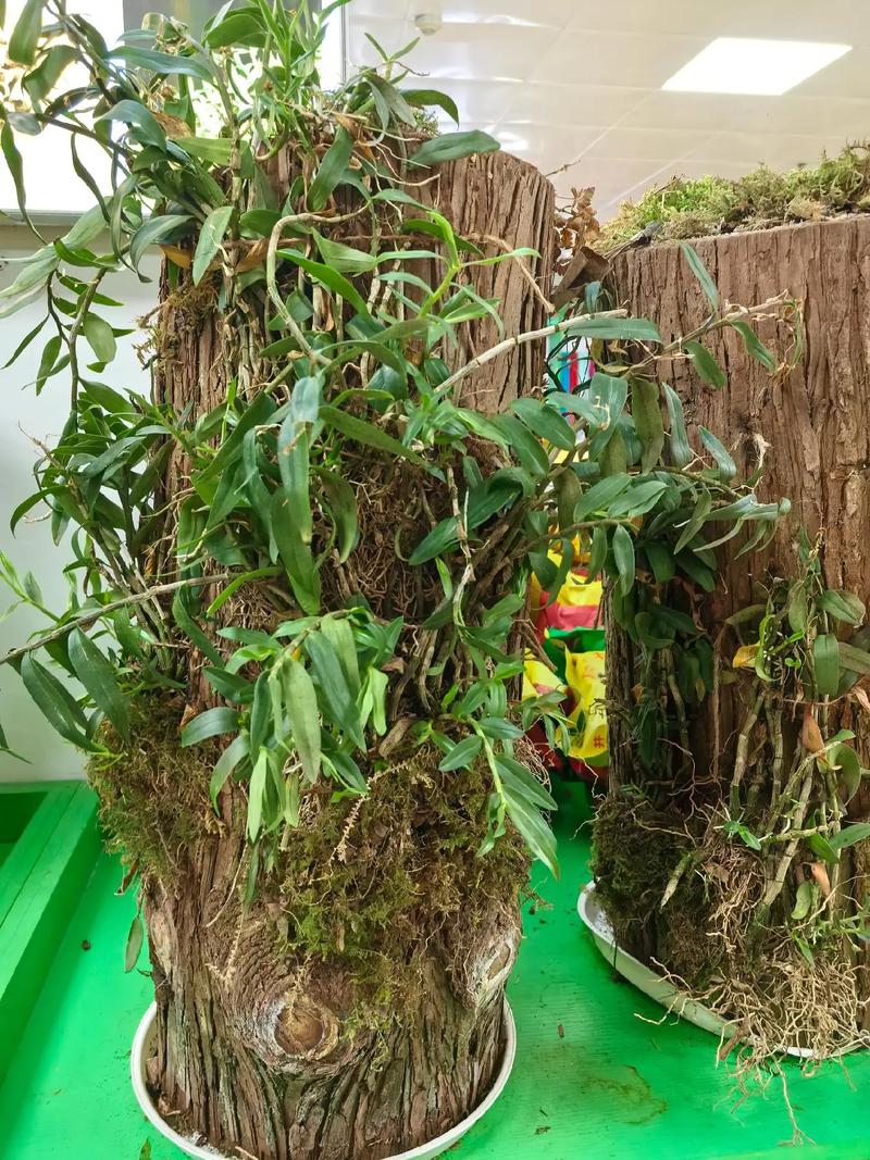 石斛在室内能种植吗?室内盆栽养护全攻略 一、室内种植可行性:三个硬指标