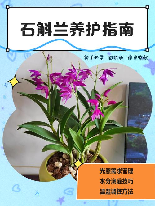 石斛在室内能种植吗?室内盆栽养护全攻略 三、容器与植料:根系呼吸是关键
