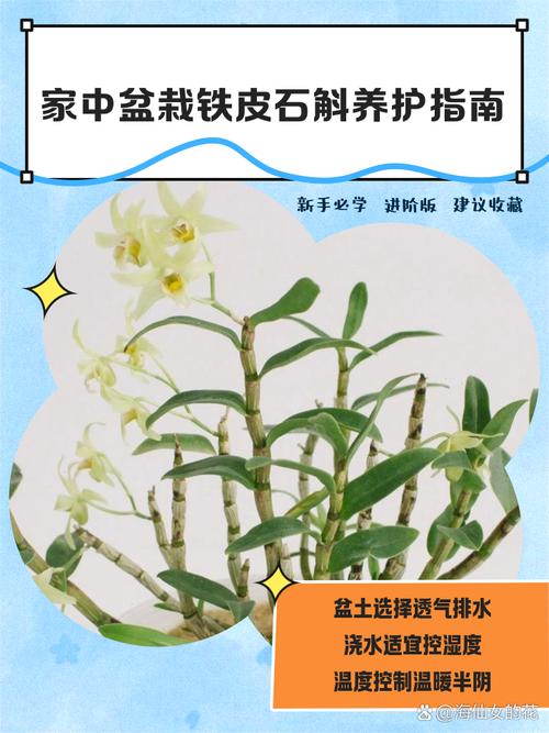 石斛在室内能种植吗?室内盆栽养护全攻略 五、室内养护常见问题与预防
