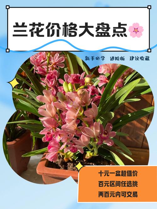 紫根兰花多少钱?2025年价格参考与影响因素全解析 运输因素:物流成本占比10%~30%