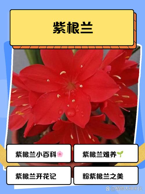 紫根兰花多少钱?2025年价格参考与影响因素全解析 综合价格影响因素一览表