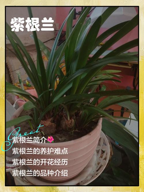 紫根兰花多少钱?2025年价格参考与影响因素全解析 数量因素:单笔采购量影响折扣