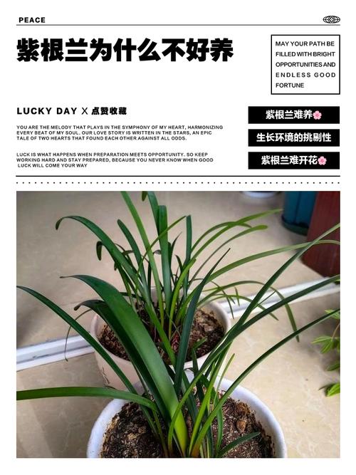 紫根兰花多少钱?2025年价格参考与影响因素全解析 咨询指南