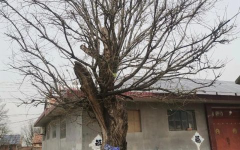 槐树种在院子里好吗？科学评估、种植距离与养护要点