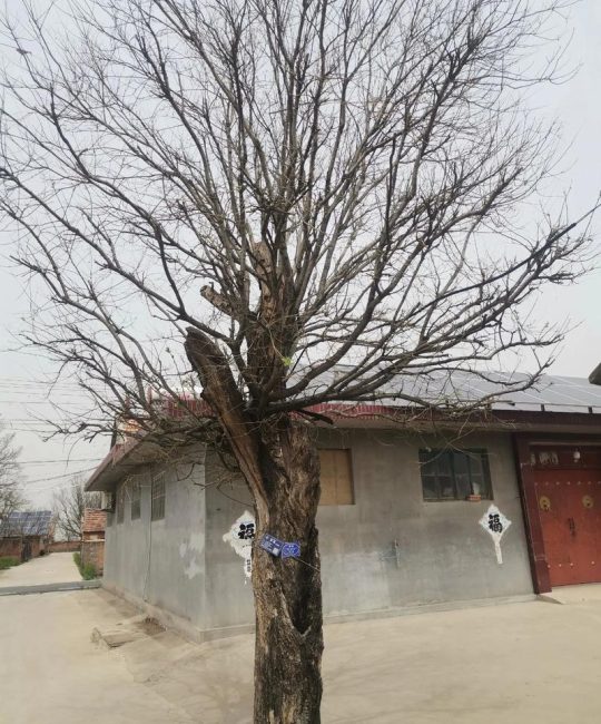 槐树种在院子里好吗？科学评估、种植距离与养护要点