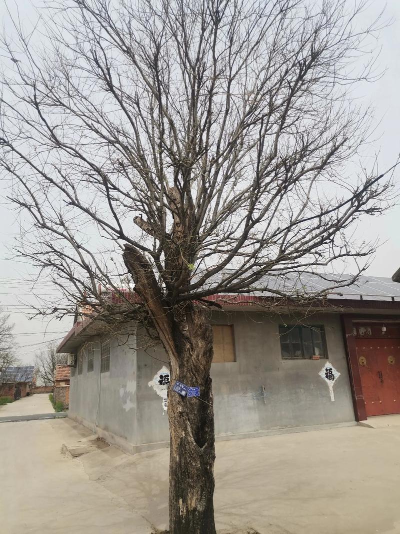槐树种在院子里好吗?科学评估、种植距离与养护要点 槐树的生长特性与空间需求