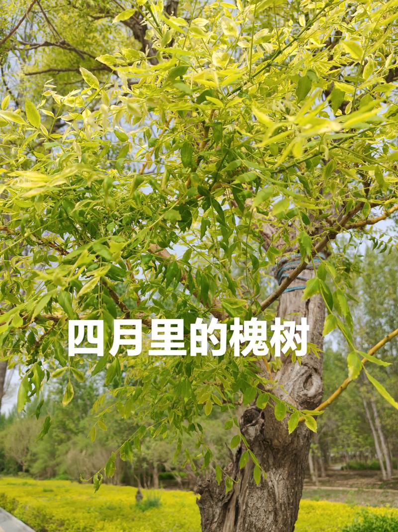 槐树种在院子里好吗?科学评估、种植距离与养护要点 庭院种植位置选择标准