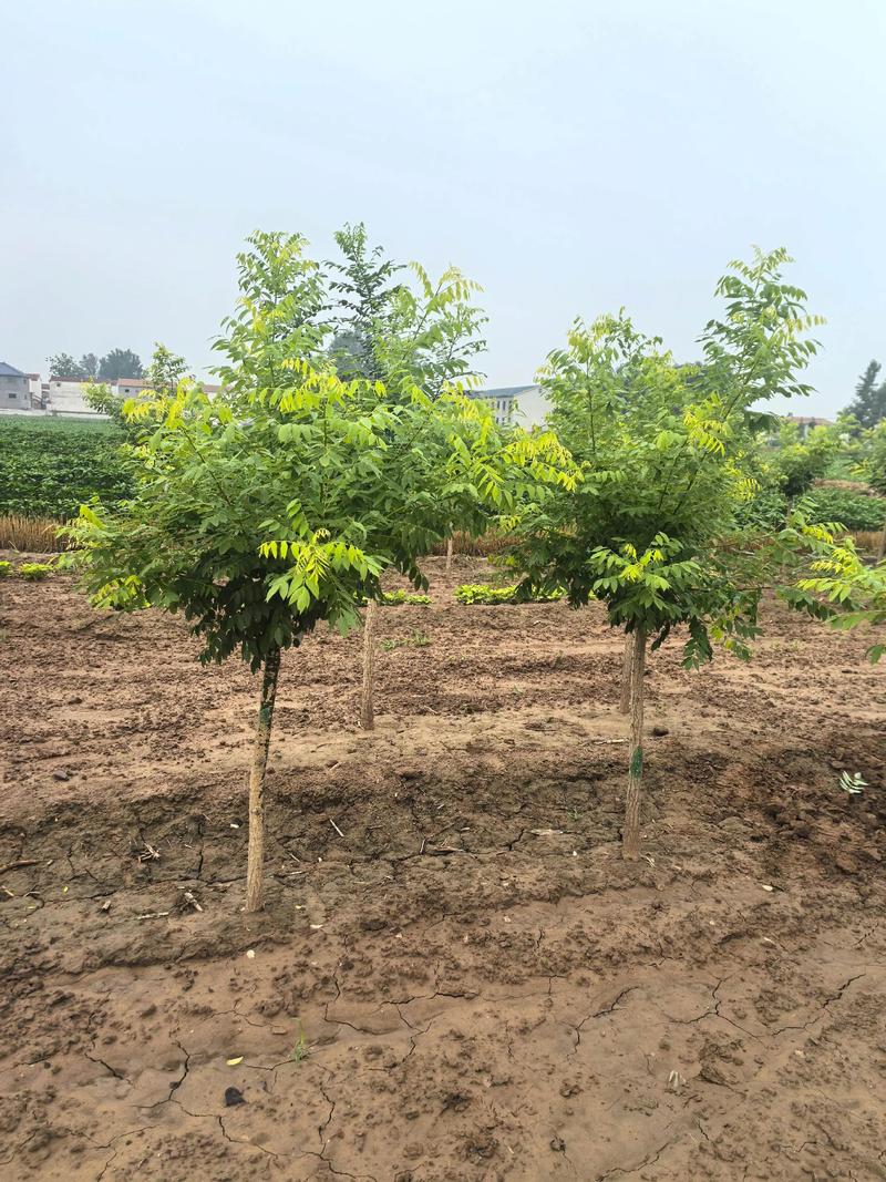 槐树种在院子里好吗?科学评估、种植距离与养护要点 无地栽条件的替代方案