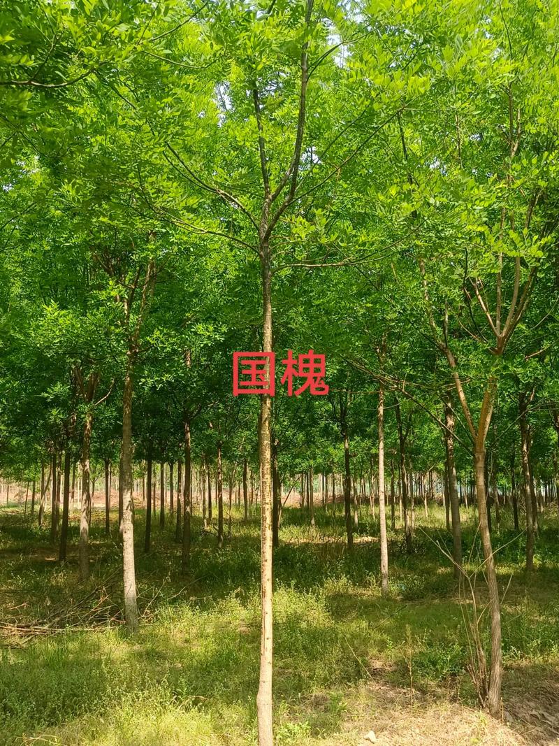 槐树种在院子里好吗?科学评估、种植距离与养护要点 庭院槐树的养护管理方案