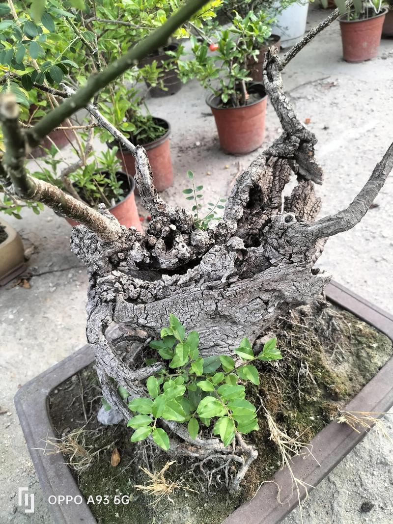 槐树种在院子里好吗?科学评估、种植距离与养护要点 总结