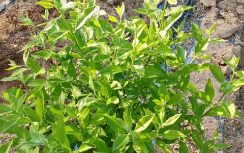 冬青树苗冬天能栽吗？南北气候差异下的栽植条件与养护要点