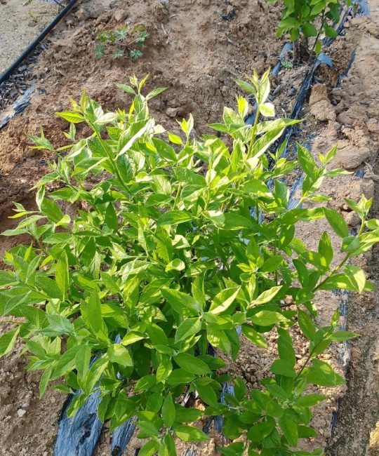冬青树苗冬天能栽吗？南北气候差异下的栽植条件与养护要点