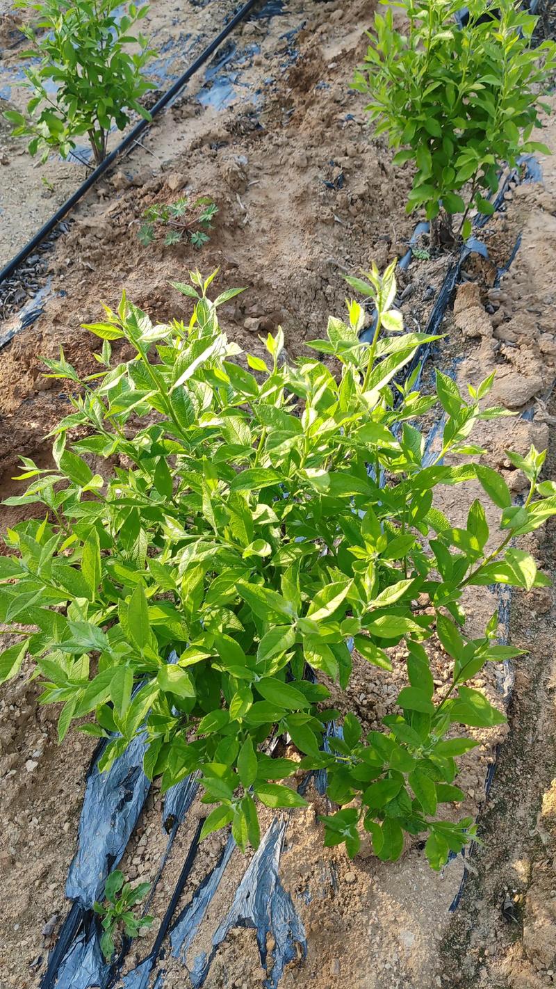 冬青树苗冬天能栽吗?南北气候差异下的栽植条件与养护要点 冬青树苗冬天能栽吗?南北气候差异下的栽植条件与养护要点