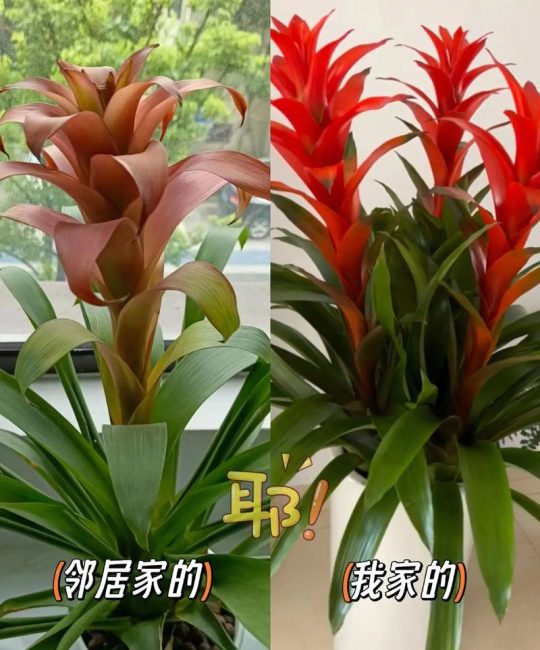 鸿运当头的养殖方法怎么种植？从养护到换盆全攻略