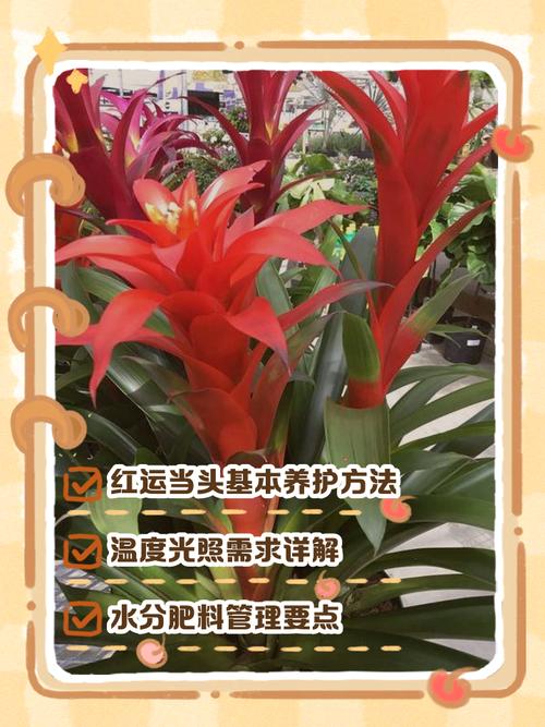 换盆管理