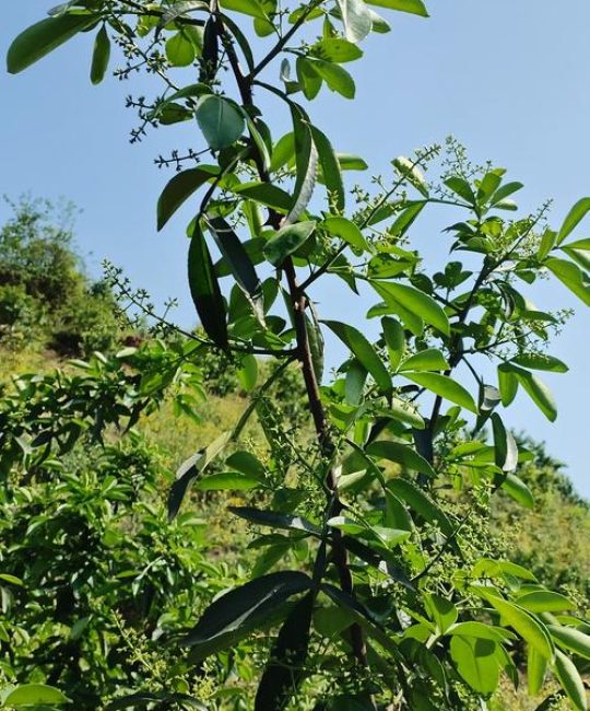 花椒哪个产地最好？揭秘中国四大顶级花椒产地