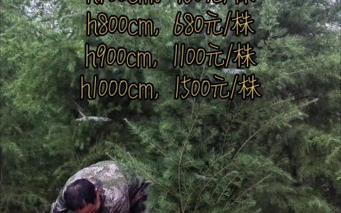 雪松树小苗多少钱一棵？2026年市场参考价与五大影响因素分析