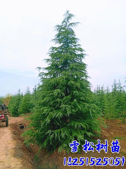 综合比价表（含到岸参考价）