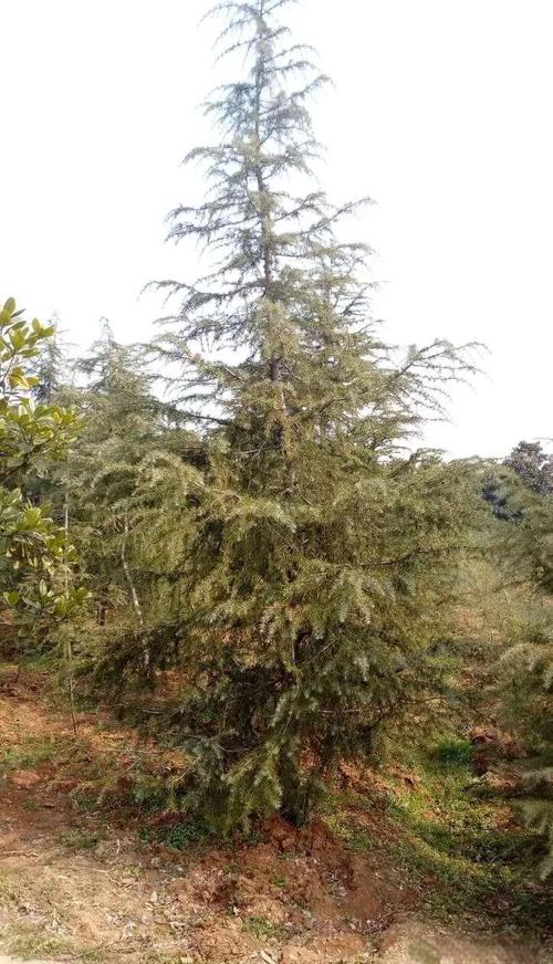 数量阶梯价：批发与零售价差可达3倍