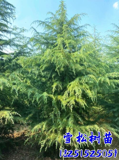雪松小苗询价指南