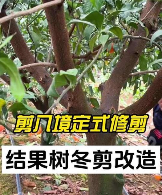 冬天能修剪果树吗？冬季果树修剪指南与综合养护要点