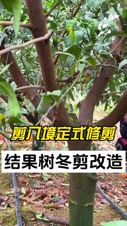 冬天能修剪果树吗?冬季果树修剪指南与综合养护要点 修剪:冬季是多数落叶果树的“黄金修剪期”,但需区分树种与时机