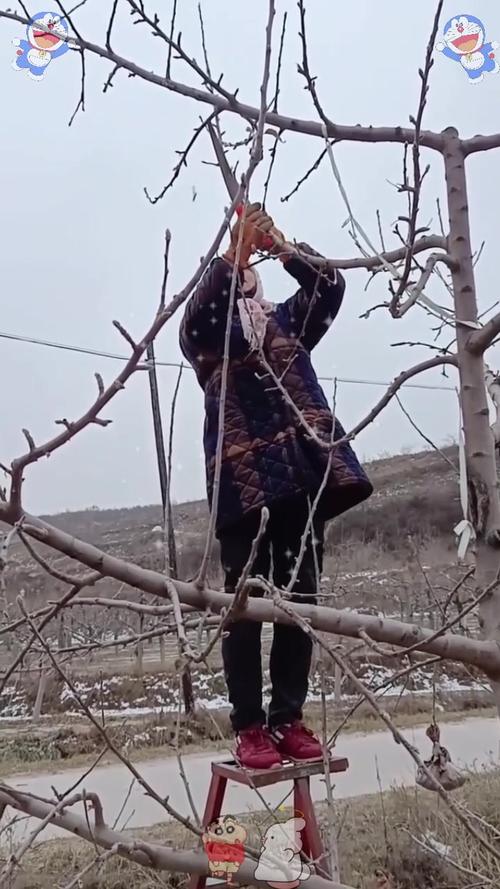冬天能修剪果树吗?冬季果树修剪指南与综合养护要点 换盆/田间管理:冬季是清园与土壤改良的黄金期
