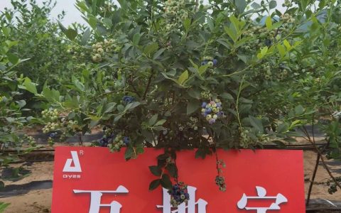 蓝莓用什么肥料？家庭种植施肥全攻略（附浇水、光照等养护要点）