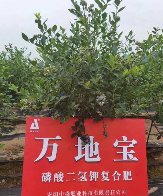 蓝莓用什么肥料？家庭种植施肥全攻略（附浇水、光照等养护要点）