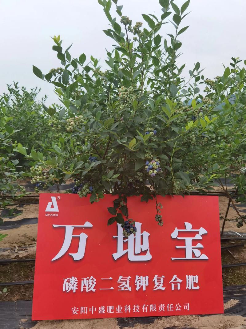 蓝莓用什么肥料?家庭种植施肥全攻略(附浇水、光照等养护要点) 蓝莓用什么肥料?家庭种植施肥全攻略(附浇水、光照等养护要点)