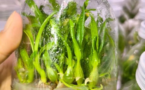 组培苗是什么？一文读懂植物组织培养苗的定义、特点与生产应用