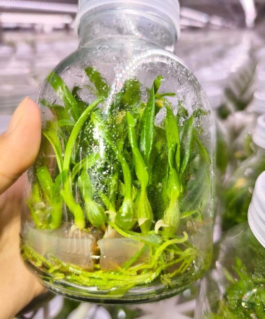 组培苗是什么？一文读懂植物组织培养苗的定义、特点与生产应用
