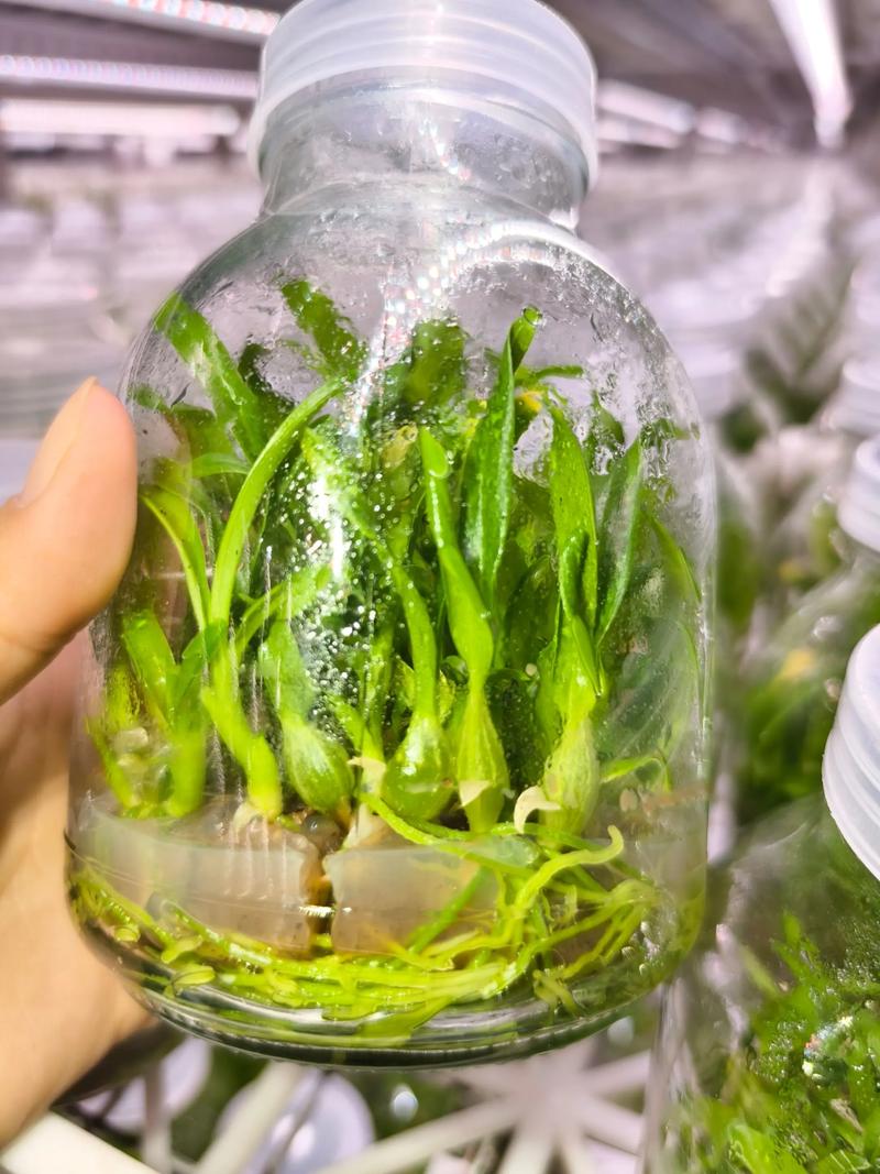 组培苗是什么?一文读懂植物组织培养苗的定义、特点与生产应用 组培苗是什么?一文读懂植物组织培养苗的定义、特点与生产应用