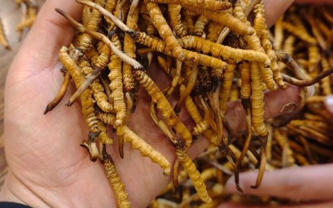 园艺种植冬虫夏草：一公斤冬虫夏草究竟有多少根？