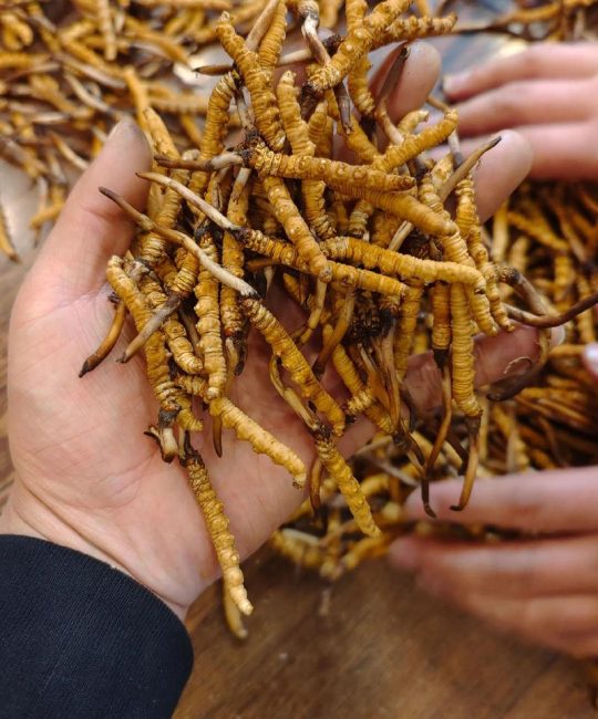 园艺种植冬虫夏草：一公斤冬虫夏草究竟有多少根？