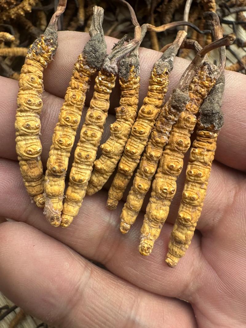 园艺种植冬虫夏草:一公斤冬虫夏草究竟有多少根? 干湿差异对根数的影响