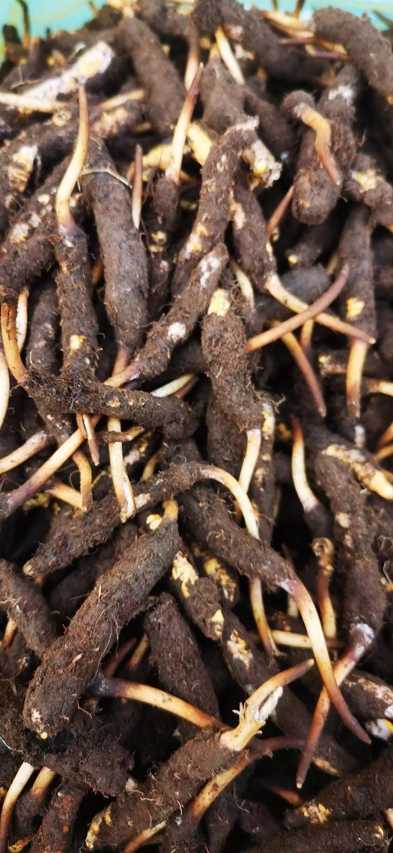 园艺种植冬虫夏草:一公斤冬虫夏草究竟有多少根? 常见误区:根数越少越好吗?