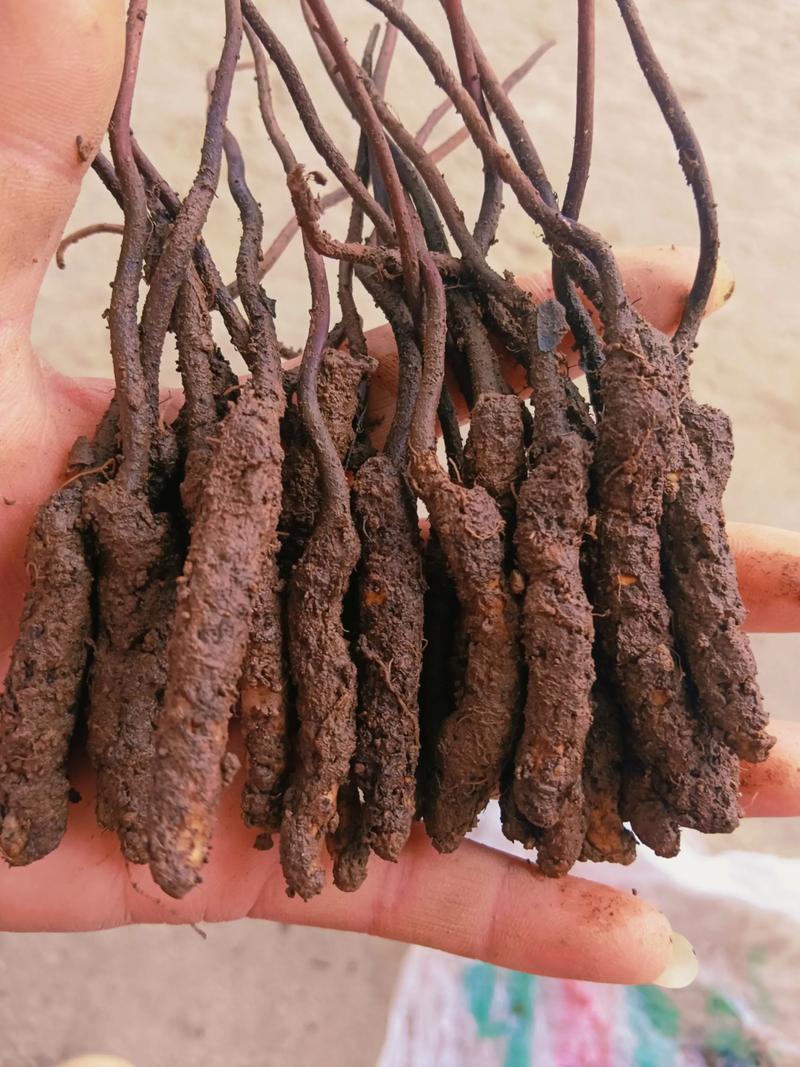 园艺种植冬虫夏草:一公斤冬虫夏草究竟有多少根? 如何从园艺角度提升冬虫夏草的“根重”?