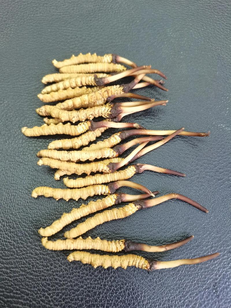园艺种植冬虫夏草:一公斤冬虫夏草究竟有多少根? 结语