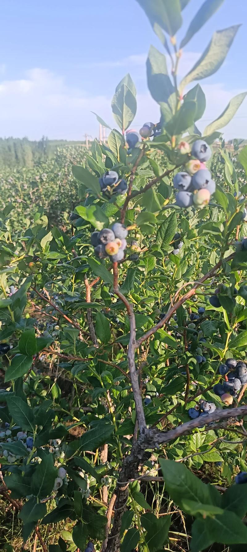 一颗蓝莓的花青素含量并非固定值,而是因品种、成熟度、种植条件而异,但通常蓝莓是花青素含量最高的水果之一,对于新手种植,优先选择高花青素品种(如南高丛系列中的“奥尼尔”或“薄雾”)的嫁接苗,嫁接口愈合良好、根系发达且苗龄1-2年的成品苗,是获得高花青素蓝莓的基础。 结果年限与产量:第3年挂果,第6年进入盛果期