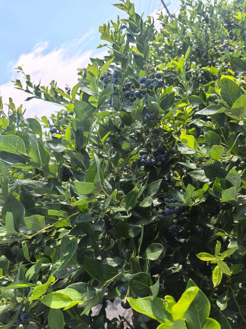 一颗蓝莓的花青素含量并非固定值,而是因品种、成熟度、种植条件而异,但通常蓝莓是花青素含量最高的水果之一,对于新手种植,优先选择高花青素品种(如南高丛系列中的“奥尼尔”或“薄雾”)的嫁接苗,嫁接口愈合良好、根系发达且苗龄1-2年的成品苗,是获得高花青素蓝莓的基础。 授粉需求:异花授粉更高效