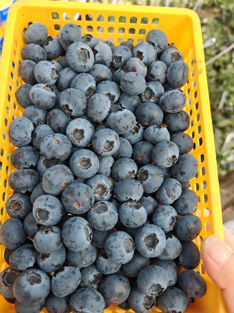 一颗蓝莓的花青素含量并非固定值,而是因品种、成熟度、种植条件而异,但通常蓝莓是花青素含量最高的水果之一,对于新手种植,优先选择高花青素品种(如南高丛系列中的“奥尼尔”或“薄雾”)的嫁接苗,嫁接口愈合良好、根系发达且苗龄1-2年的成品苗,是获得高花青素蓝莓的基础。 修剪与施肥:不同模式下的精准方案