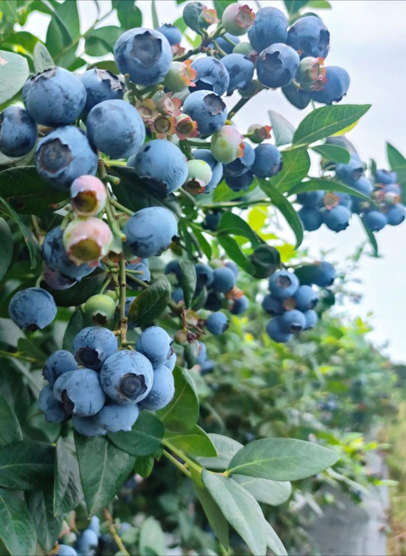 一颗蓝莓的花青素含量并非固定值,而是因品种、成熟度、种植条件而异,但通常蓝莓是花青素含量最高的水果之一,对于新手种植,优先选择高花青素品种(如南高丛系列中的“奥尼尔”或“薄雾”)的嫁接苗,嫁接口愈合良好、根系发达且苗龄1-2年的成品苗,是获得高花青素蓝莓的基础。 采购质量:一看嫁接口、二看根系、三看苗龄