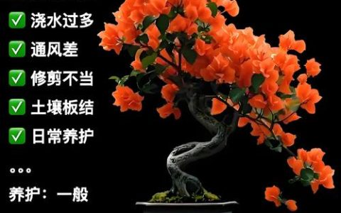 三角梅不开花是什么原因？4步排查法，教你养出满树繁花