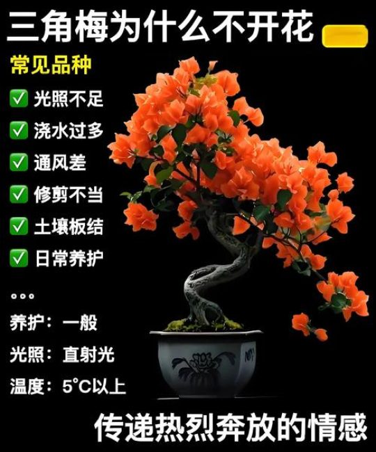 三角梅不开花是什么原因？4步排查法，教你养出满树繁花