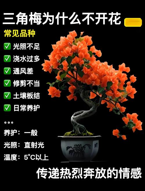 三角梅不开花是什么原因？4步排查法，教你养出满树繁花