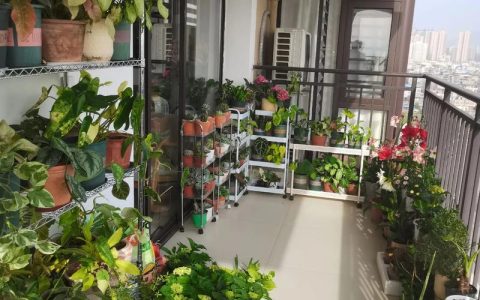 阳台种花推荐：根据光照条件选择适合的盆栽植物