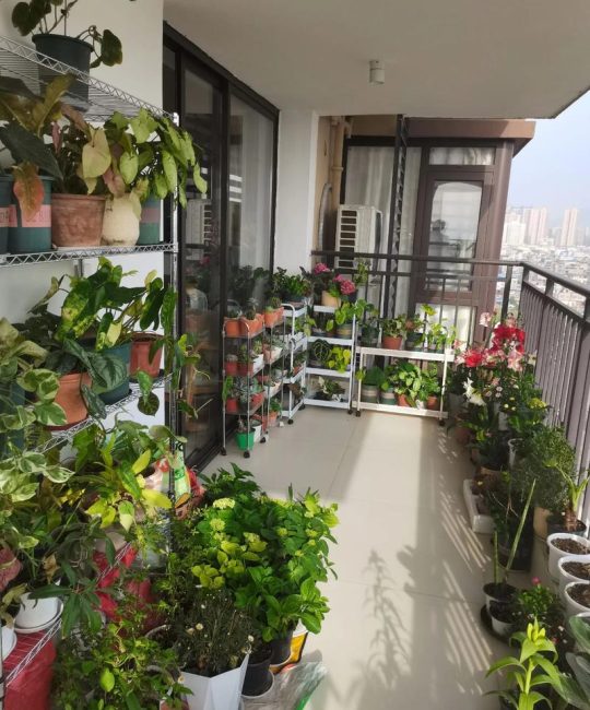 阳台种花推荐：根据光照条件选择适合的盆栽植物