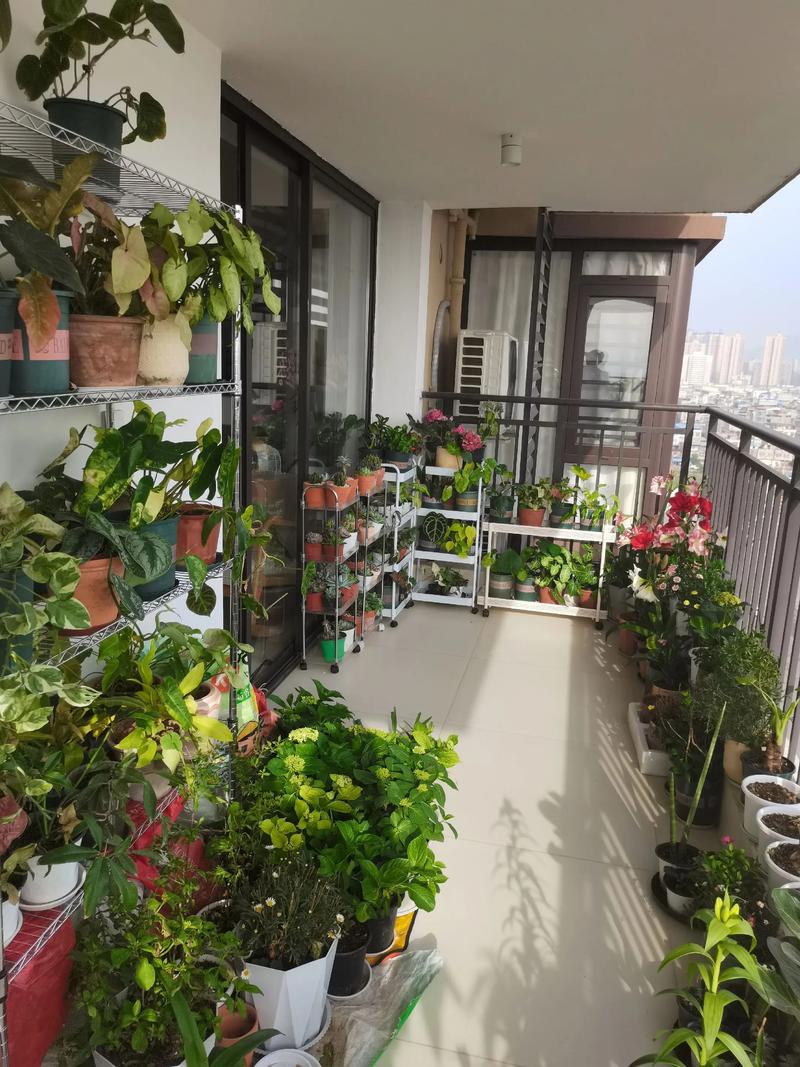 一、南向阳台（光照充足，每日4-6小时以上直射光）